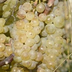 Sadzonki odmiana HIBERNAL podkładka SO4    25 szt.