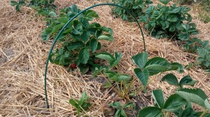 Pręt z włókna szklanego 120 cm ∅ 6mm(palik do pnia winorośli) ZIELONY 