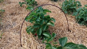 Pręt z włókna szklanego 120 cm ∅ 6mm(palik do pnia winorośli) BRĄZOWY