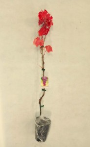 Sadzonki odmiana KODRIANKA podkładka  SO4   2 szt.