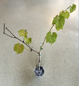 Sadzonki odmiana HIMROD podkładka  SO4   2 szt.