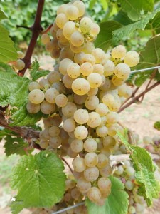 Sadzonki odmiana DONAURIESLING podkładka SO4    25 szt.