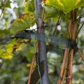 Taśma do podwiązywania roślin PE 3 cm x 50 m    ENOPOL.jpg