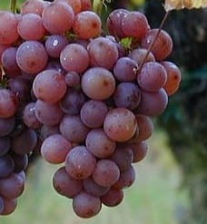 Sadzonki odmiana Gewürztraminer podkładka SO4    25 szt. 