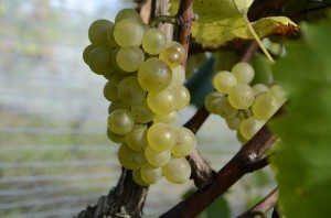 Sadzonki odmiana Gelber Muskateller podkładka  SO4    25 szt.  