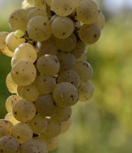 Sadzonki odmiana Chardonnay podkładka SO4    25 szt. 