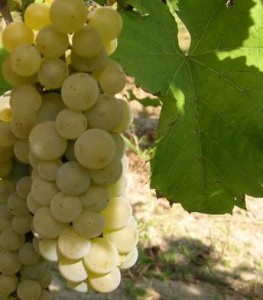 Sadzonki odmiana Bacchus podkładka 5BB   25 szt. 